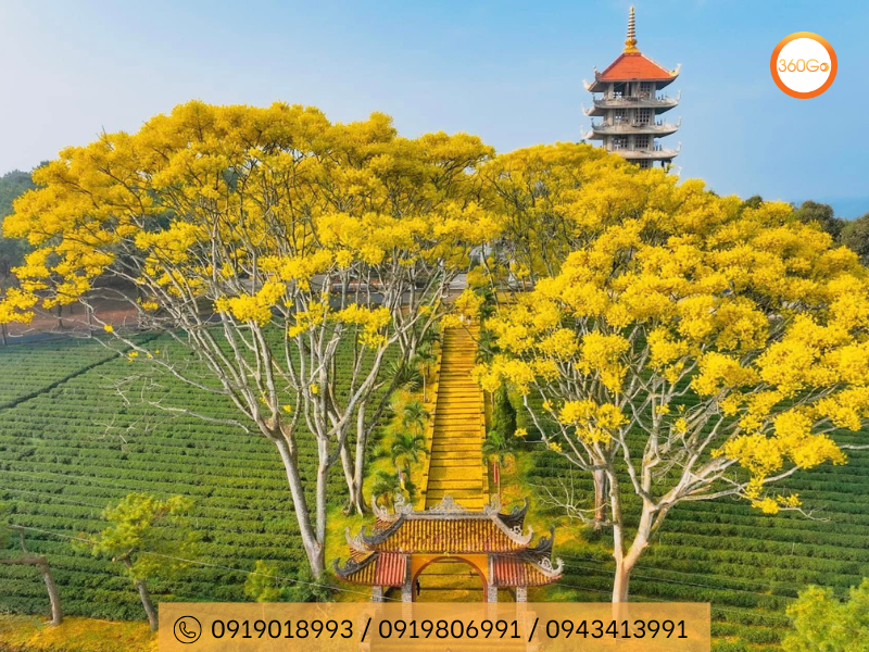 Mùa hoa phượng vàng trên những con đường rực rỡ sắc vàng - Du lịch 360Go 